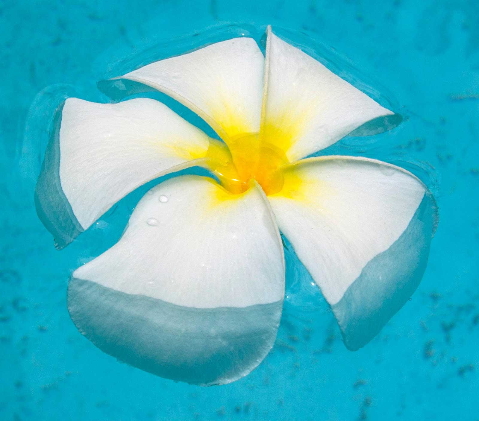Гавайские цветы на воде