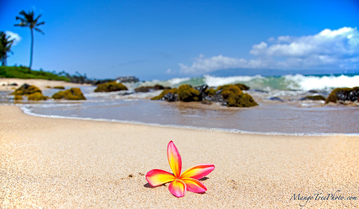 ビーチのプルメリア ハワイの写真